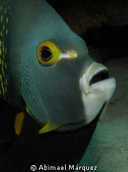 French Angelfish, Something Special, Bonaire 2008 by Abimael Márquez 